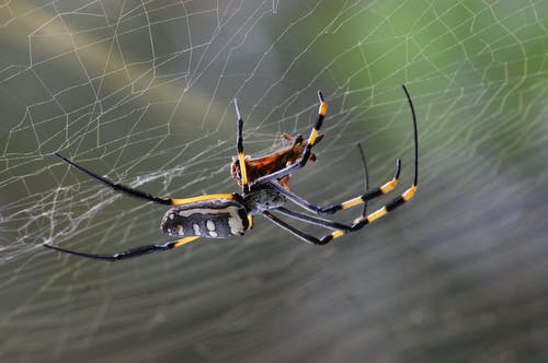 黑黄白蜘蛛 · 免费素材图片