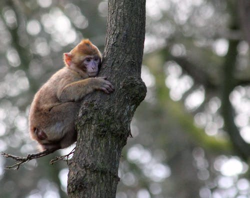 绿树树干上的棕色猴子 · 免费素材图片