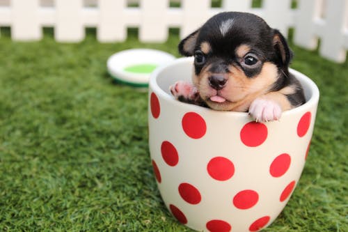 短涂黑色和棕色的小狗，在绿色的原野上的白色和红色的圆点陶瓷杯 · 免费素材图片