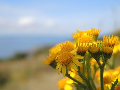 黄色花的微距照片 · 免费素材图片