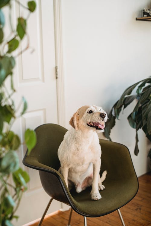 好奇的狗坐在椅子上，在房间里有绿色的植物 · 免费素材图片