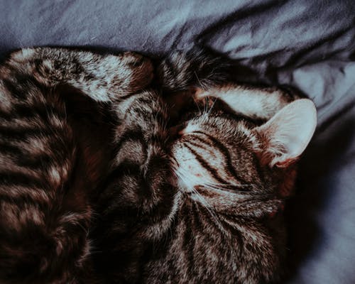 猫睡觉的特写照片 · 免费素材图片