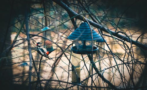 选择性啄木鸟栖息在喂鸟器上的霜霉病啄木鸟 · 免费素材图片
