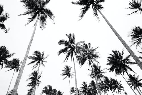 低角度摄影的椰子树 · 免费素材图片