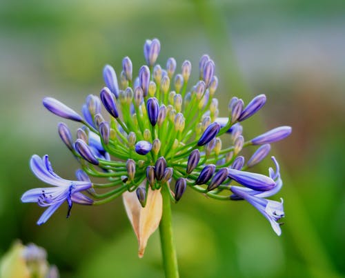 蓝色和绿色的花 · 免费素材图片
