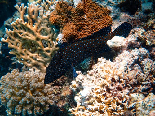 鱼在珊瑚附近的照片 · 免费素材图片