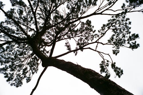 有关从下面, 低角度, 公园的免费素材图片