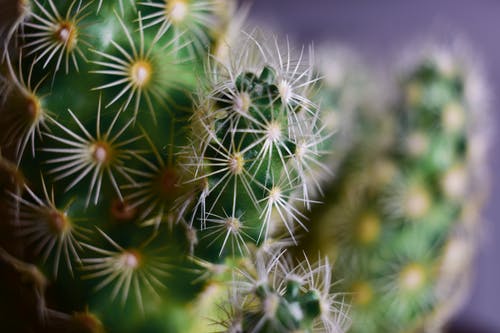 仙人掌植物的特写照片 · 免费素材图片