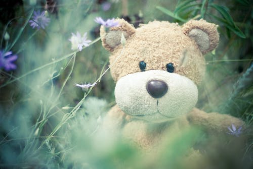 棕色泰迪熊 · 免费素材图片