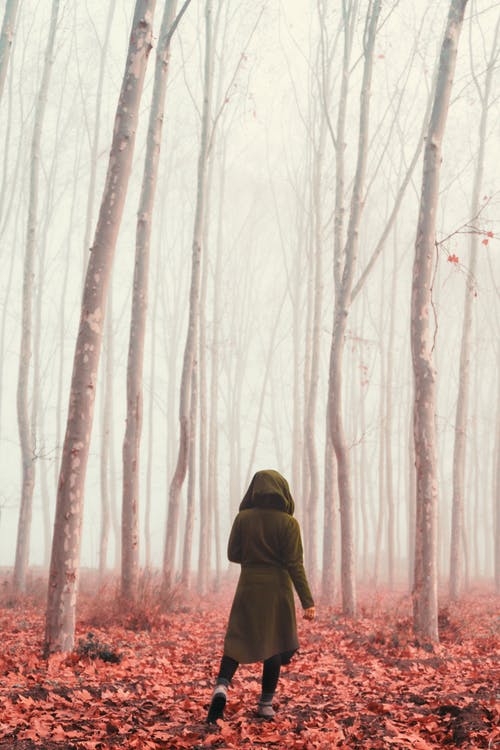 在雾林中行走的人 · 免费素材图片