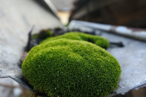 苔藓覆盖石选择性聚焦摄影 · 免费素材图片