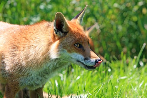 狐狸粘舌头 · 免费素材图片