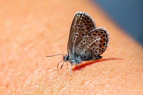 有关polyommatus icarus, 人类, 天性的免费素材图片