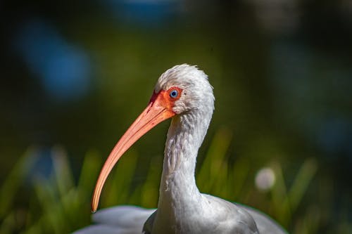 白鸟与橙色的喙 · 免费素材图片