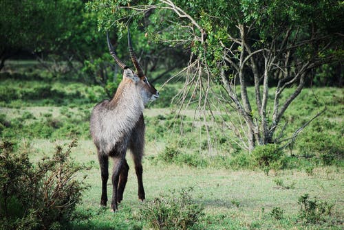 灰色和黑色的长外套羚羊在绿树后面的绿草上 · 免费素材图片
