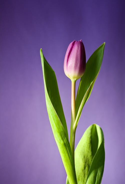 粉色郁金香花的特写摄影 · 免费素材图片