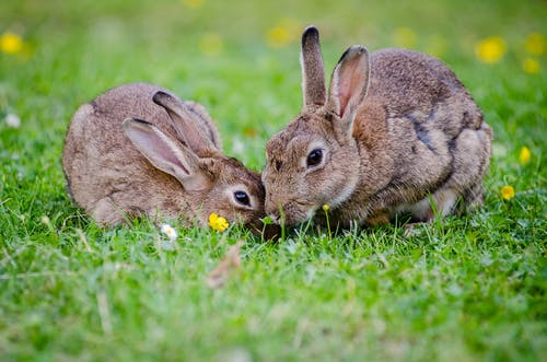 2只兔子在白天吃草 · 免费素材图片