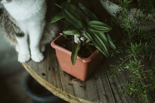 猫的爪子的特写照片 · 免费素材图片