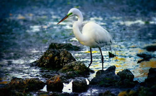 有关侧面图, 岩石的, 浅水的免费素材图片