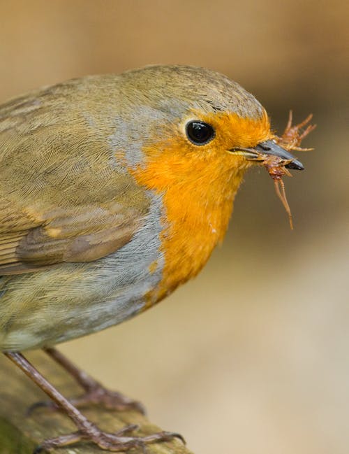 有关muscicapidae, rubecula, 凝视的免费素材图片