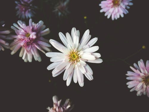 盛开的白色和粉红色花瓣的花朵 · 免费素材图片
