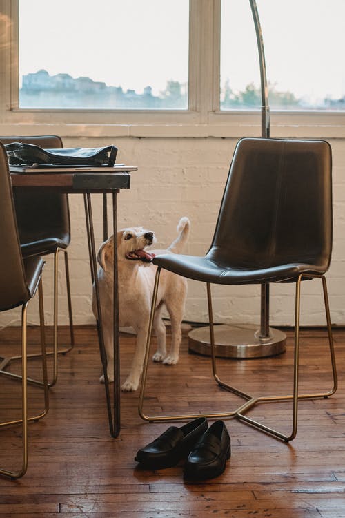 可爱的小狗站在现代公寓的地板上 · 免费素材图片
