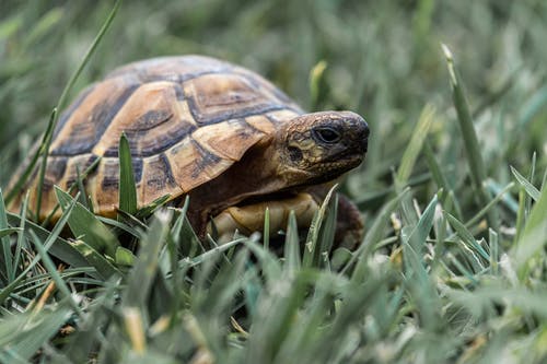 在绿色草地上的棕色和黑色乌龟 · 免费素材图片