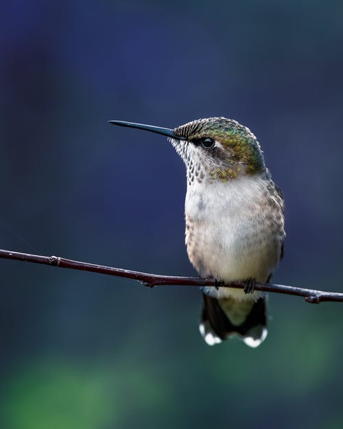 有关colibri, 公园, 冷静的免费素材图片