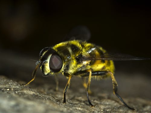 黄色和黑蜜蜂在特写摄影 · 免费素材图片
