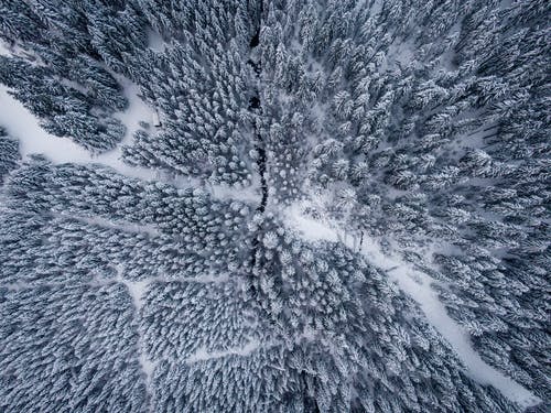 空中摄影的白雪覆盖的树木 · 免费素材图片