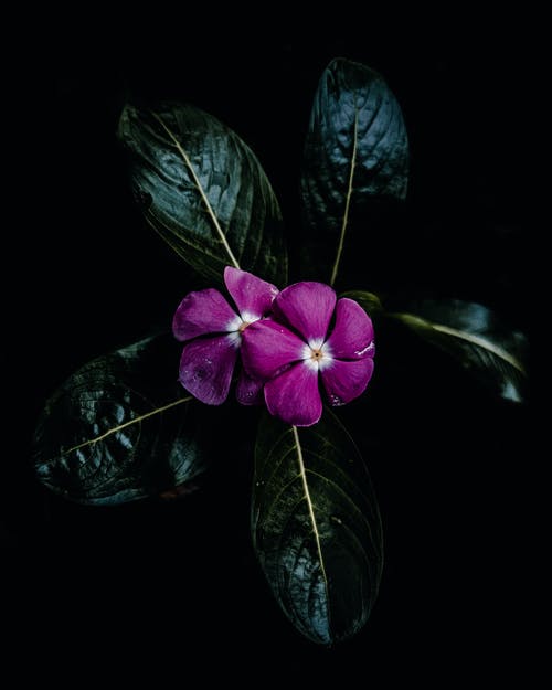 有关垂直拍摄, 增长, 天性的免费素材图片