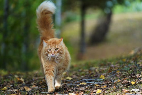 橙色虎斑猫走 · 免费素材图片
