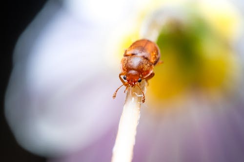 白棒上的棕色甲虫 · 免费素材图片