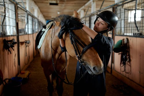 年轻的女骑师，在谷仓里绑服从的马bri绳 · 免费素材图片