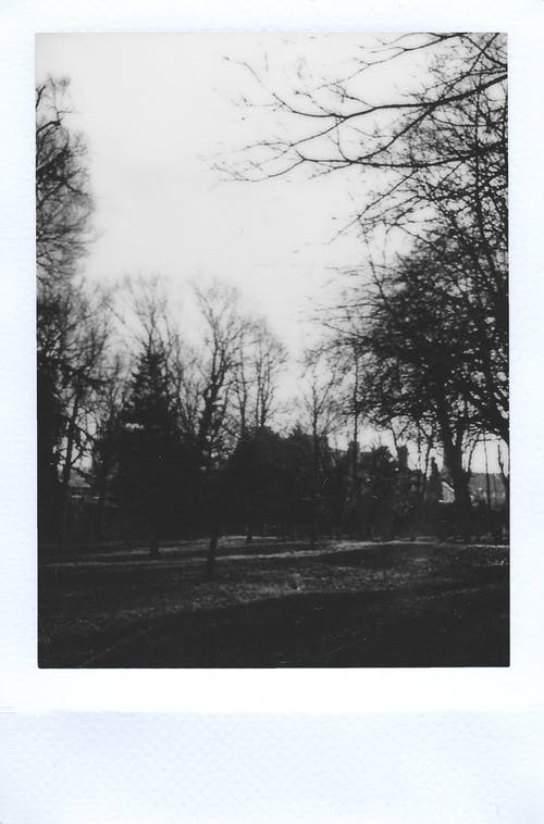 树木剪影摄影 · 免费素材图片