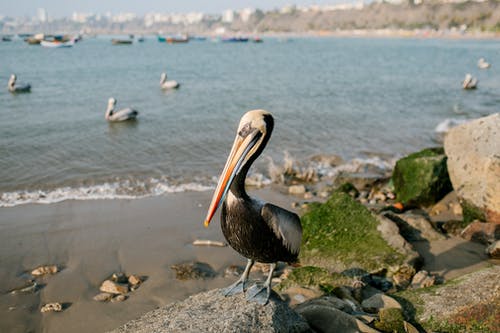 有关冷静, 动物, 单的免费素材图片