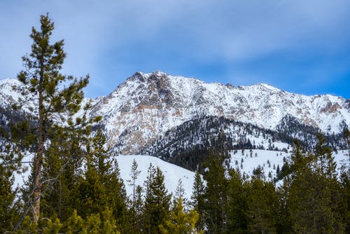 雪山附近的绿树 · 免费素材图片