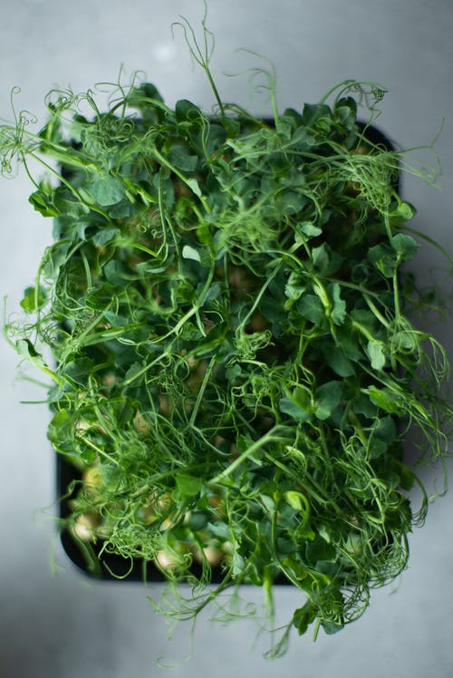 黑色塑料容器上的绿色蔬菜 · 免费素材图片