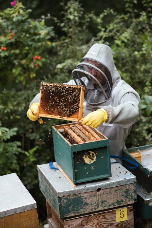 认真的人，收获在养蜂场的蜂蜜 · 免费素材图片
