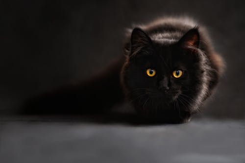 棕色和黑猫 · 免费素材图片