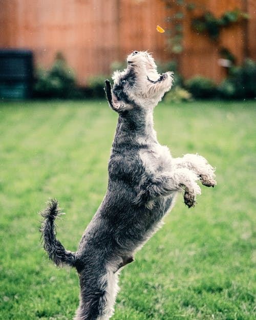 在绿草地上运行的黑色和白色迷你雪纳瑞犬 · 免费素材图片