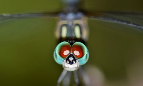 蜻蜓的微距摄影 · 免费素材图片