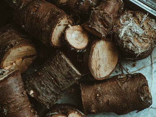 棕树原木 · 免费素材图片