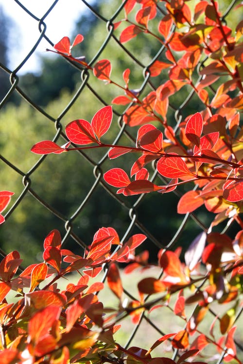 有关围栏, 垂直拍摄, 增长的免费素材图片