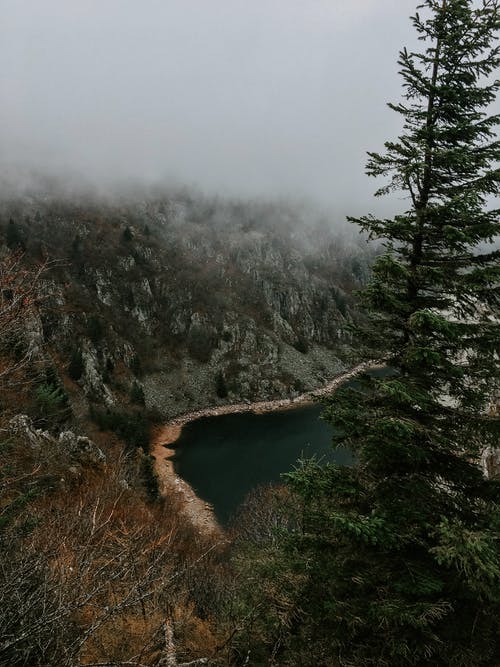 有雾的天气河附近的绿树 · 免费素材图片