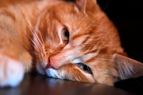 橙色的虎斑猫倾斜头棕色表面 · 免费素材图片