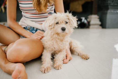 女人坐在地板上的迷你贵宾犬 · 免费素材图片