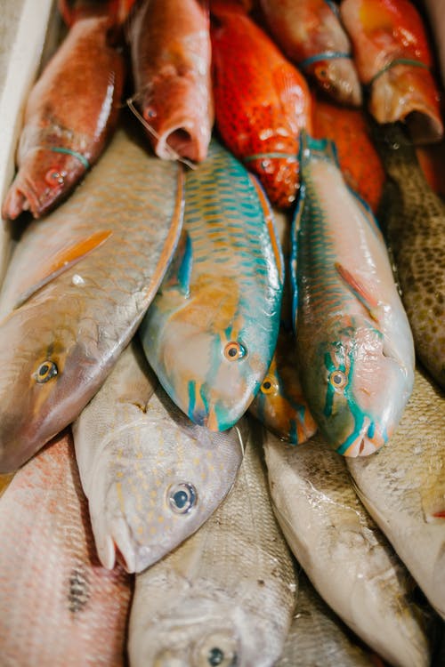 海鲜市场的什锦的鱼 · 免费素材图片
