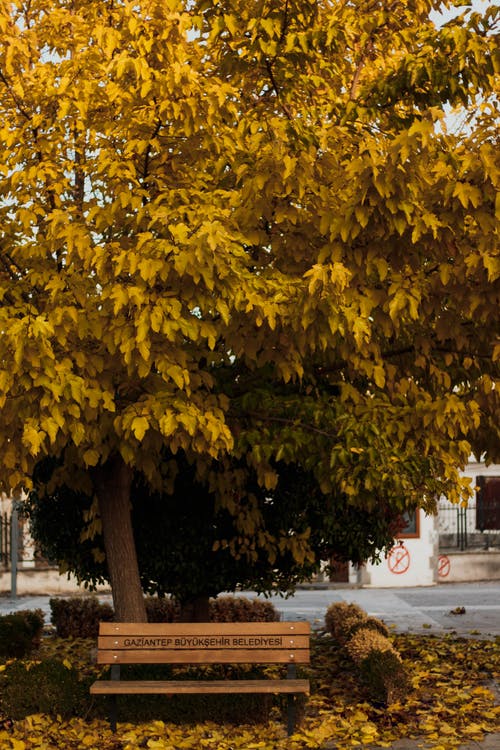黄色的树叶在人行道上的树 · 免费素材图片