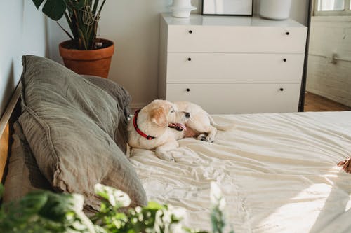 可爱的纯种狗在家里的软床上休息 · 免费素材图片